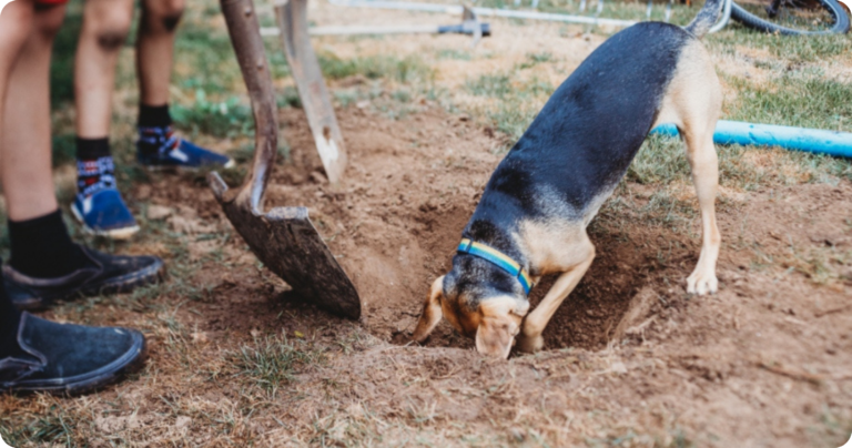 Dog digging in the yard