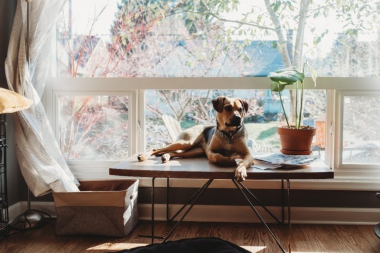Dog sitting in a sunny window next to a houseplant.